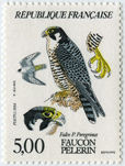 Les Rapaces - Faucon Pélerin