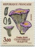Champignon - Chanterelle violette