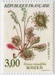 Rossolis (Drosera rotundifolia)