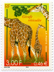 Girafe réticulée
