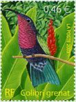 colibri grenat